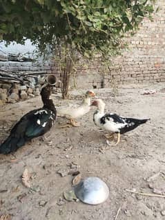 Beautiful Muscovy ducks