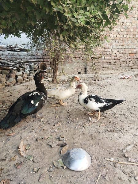 Beautiful Muscovy ducks 0