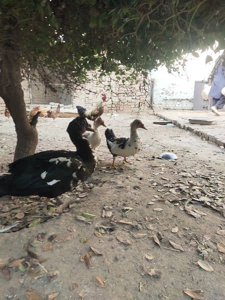 Beautiful Muscovy ducks 1