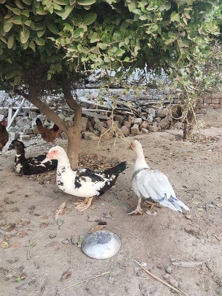 Beautiful Muscovy ducks 2