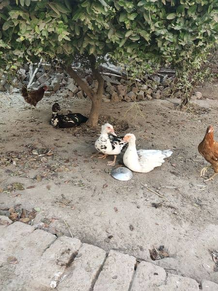 Beautiful Muscovy ducks 3