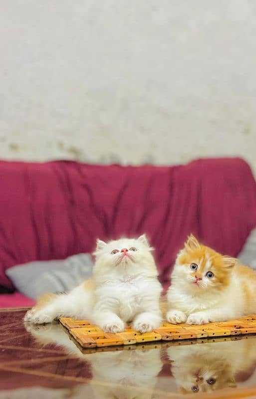 Persian cat for sale my WhatsApp number 03271180542 1