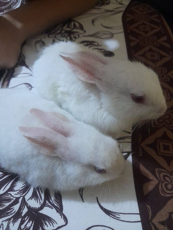 bunny babies 1