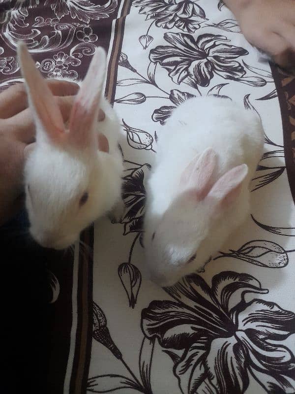 bunny babies 3