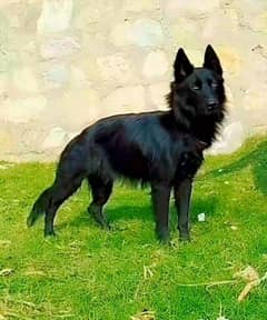 German Shepherd female long coat for sale 5 mahine