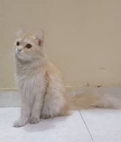 Persian female cat