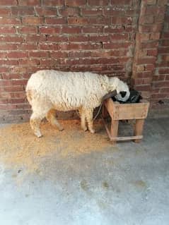 Kajli / bakra | sheep | Breader | بکری \ Sheep for sale.