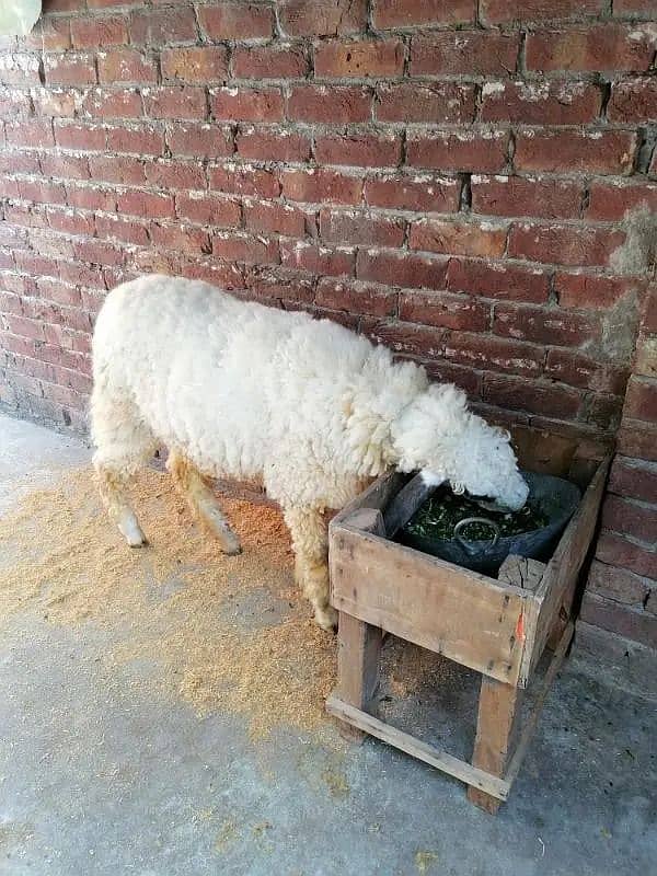 Kajli / bakra | sheep | Breader | بکری \ Sheep for sale. 1