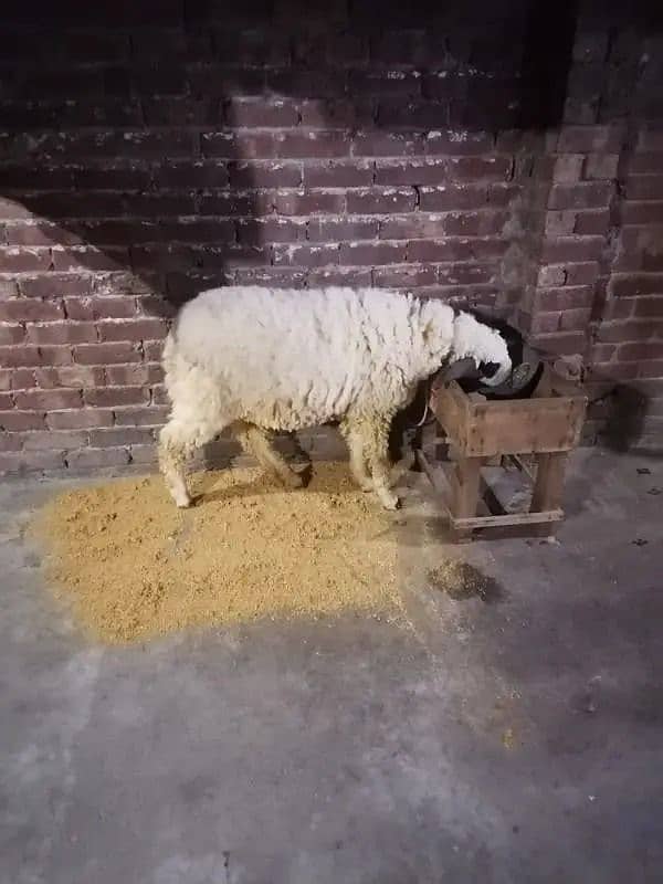 Kajli / bakra | sheep | Breader | بکری \ Sheep for sale. 2