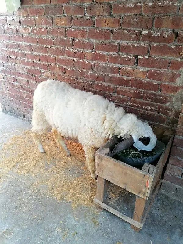 Kajli / bakra | sheep | Breader | بکری \ Sheep for sale. 3