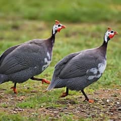 Guinea