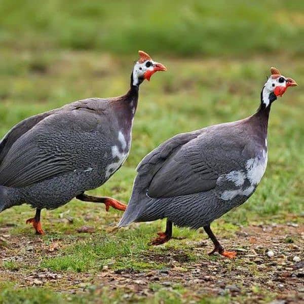 Guinea Fowl Breeder For sale 0