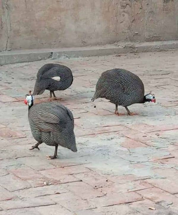 Guinea Fowl Breeder For sale 1