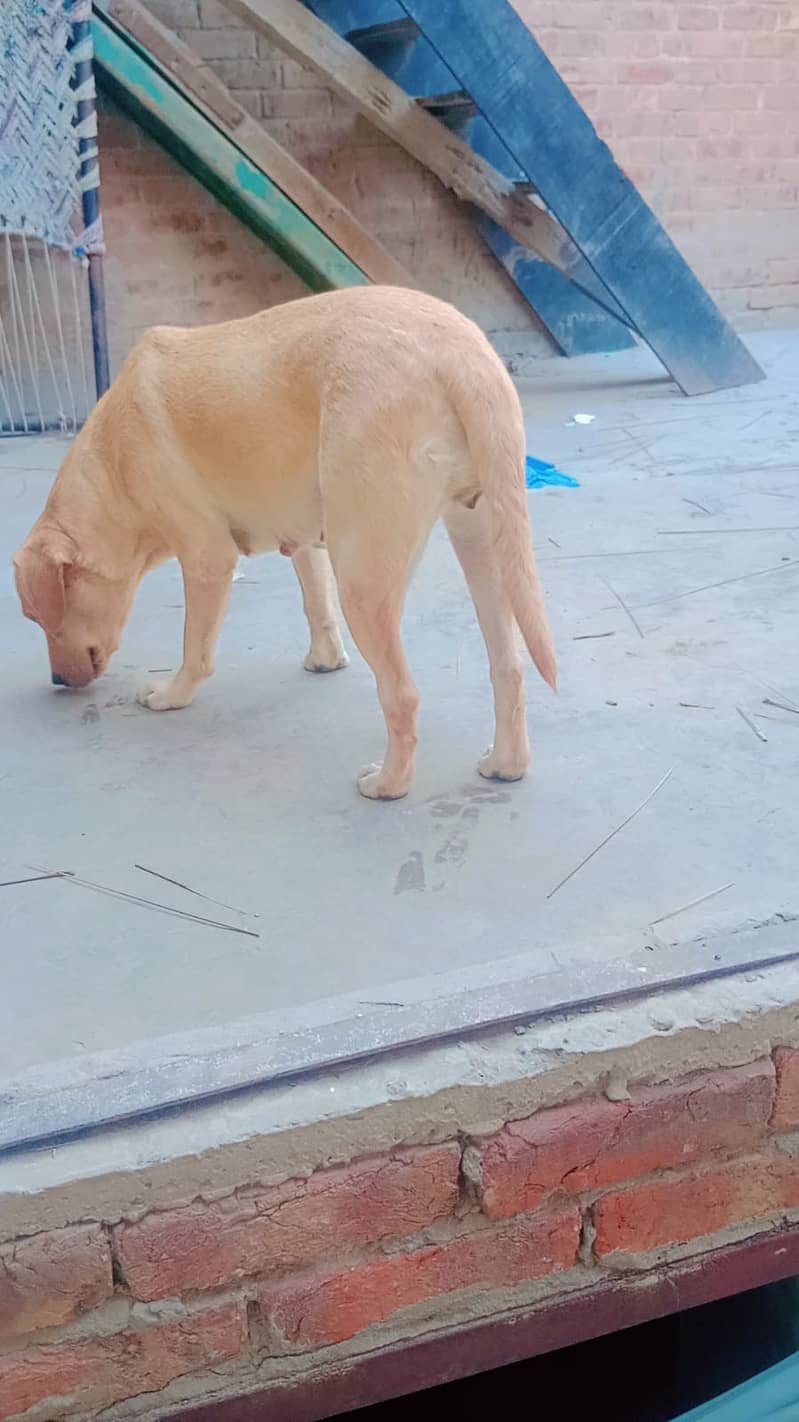 Labrador # golden# 1