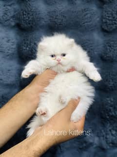 Persian punch face male odd eyes triple coated kitten