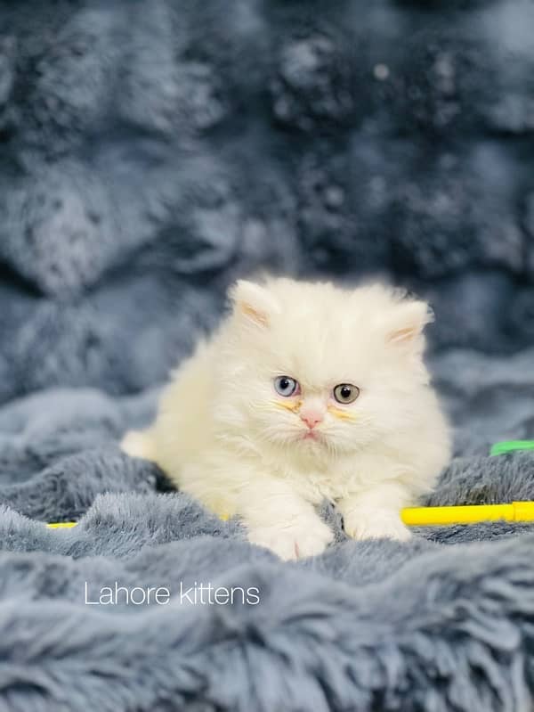 Persian punch face male odd eyes triple coated kitten 1