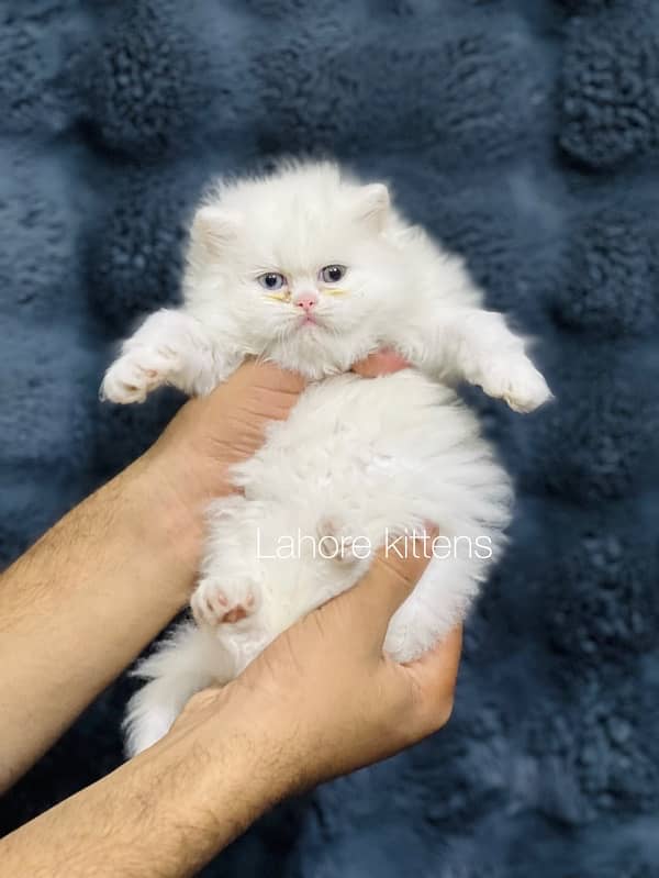 Persian punch face male odd eyes triple coated kitten 2