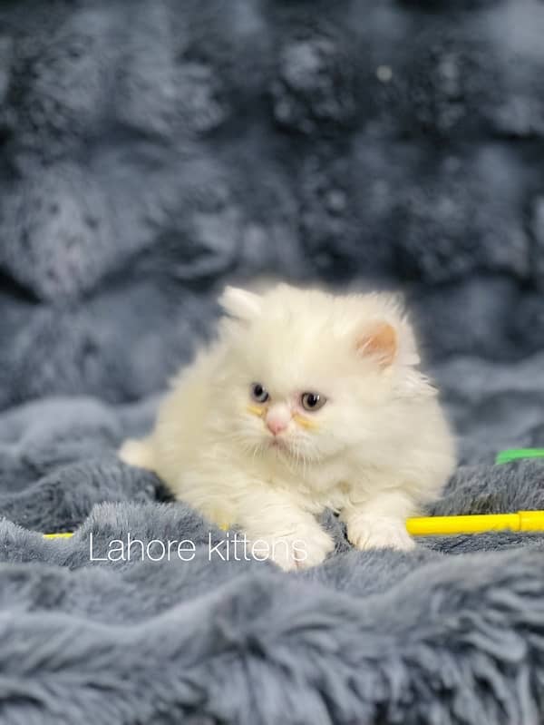 Persian punch face male odd eyes triple coated kitten 3