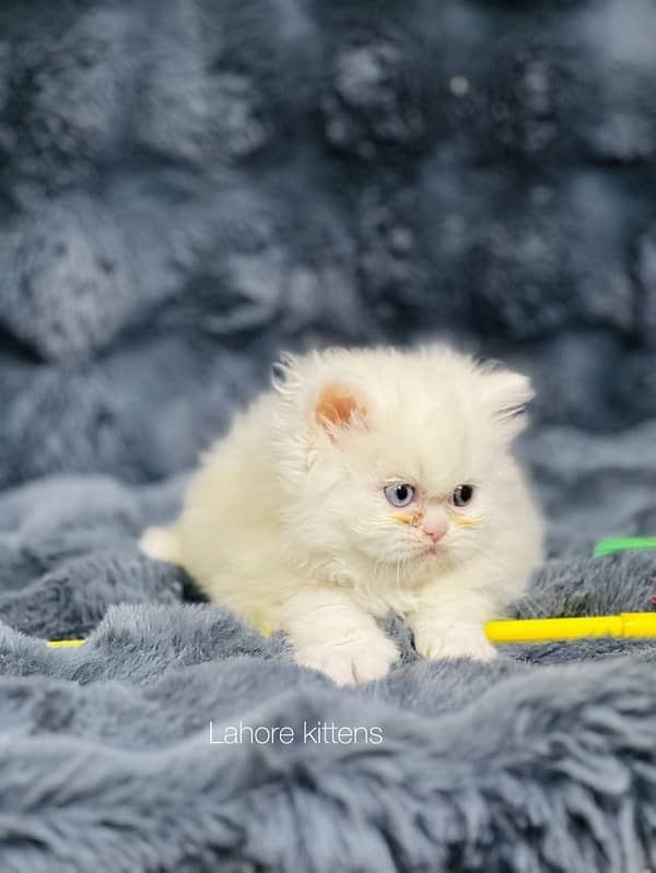 Persian punch face male odd eyes triple coated kitten 4