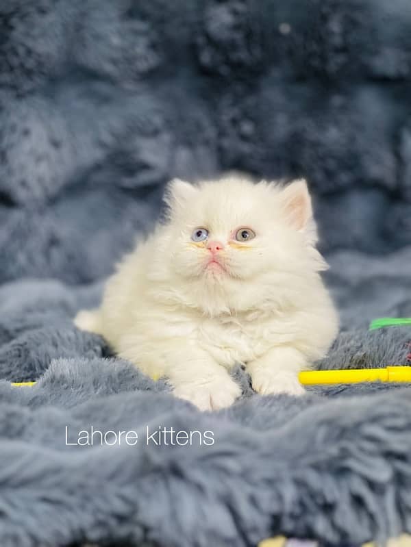 Persian punch face male odd eyes triple coated kitten 5