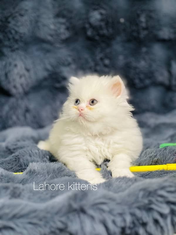 Persian punch face male odd eyes triple coated kitten 6