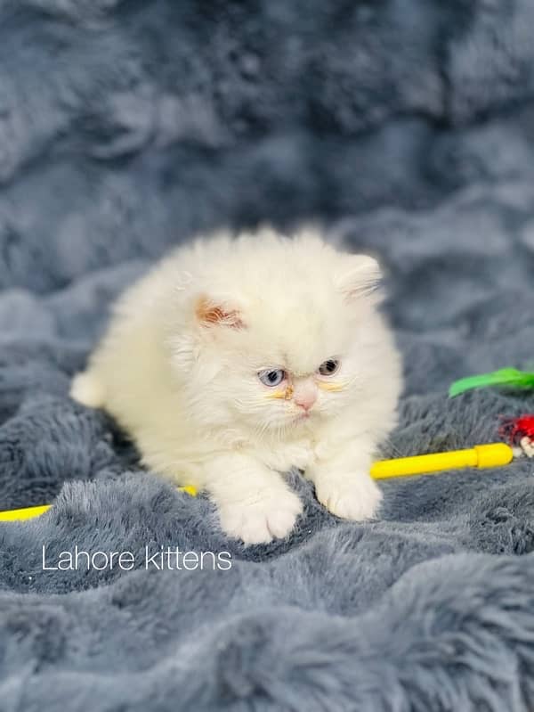 Persian punch face male odd eyes triple coated kitten 7