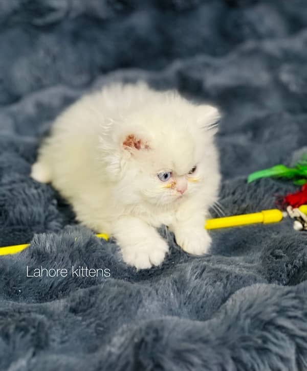 Persian punch face male odd eyes triple coated kitten 8