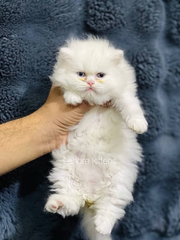 Persian punch face male odd eyes triple coated kitten 11