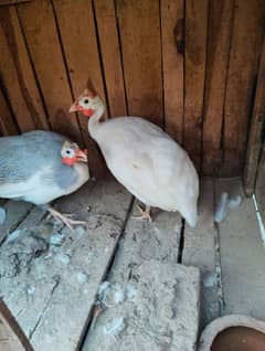 white chakor breeder pair available