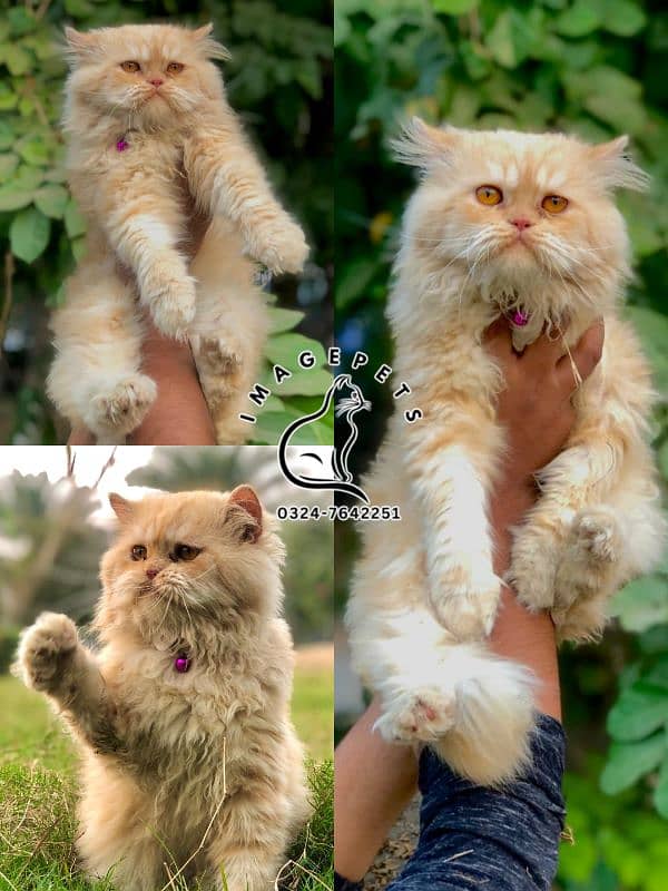 Persian Punch face triple coat cat Kitten 1