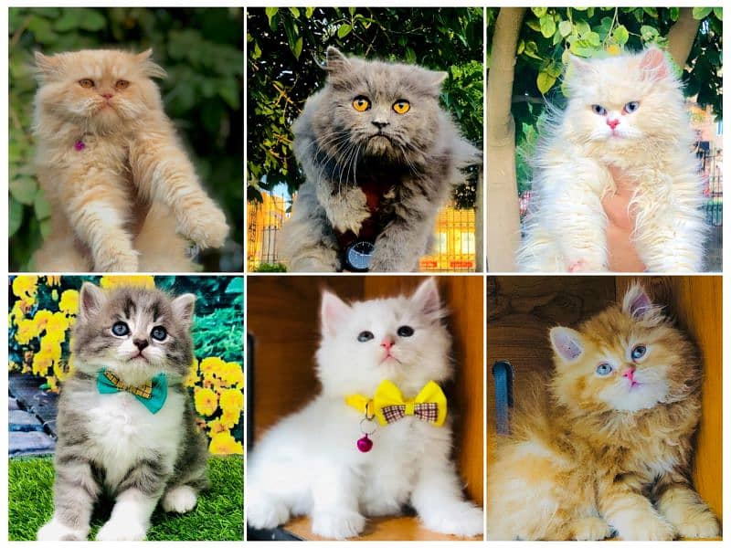 Persian Punch face triple coat cat Kitten 7