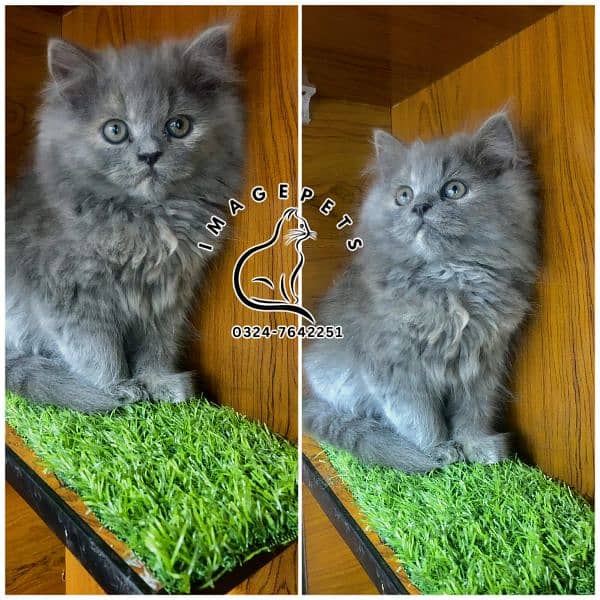 Persian Punch face triple coat cat Kitten 17