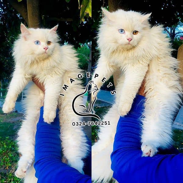 Persian Punch face triple coat cat Kitten 18