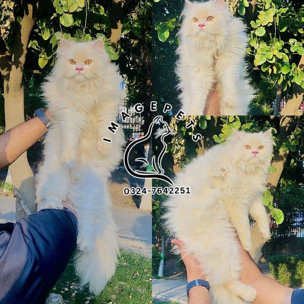 Persian Punch face triple coat cat Kitten 19