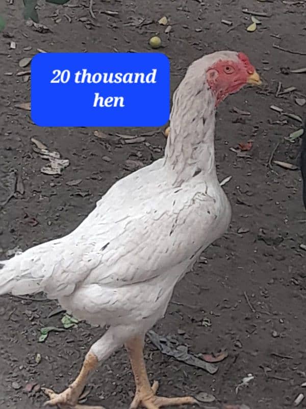 Heavy Aseel shamo roaster and hens 4