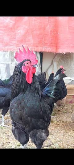 Australorp hen for sale