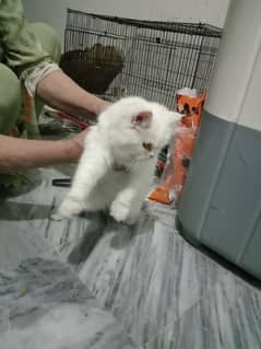 persian cats available for sale