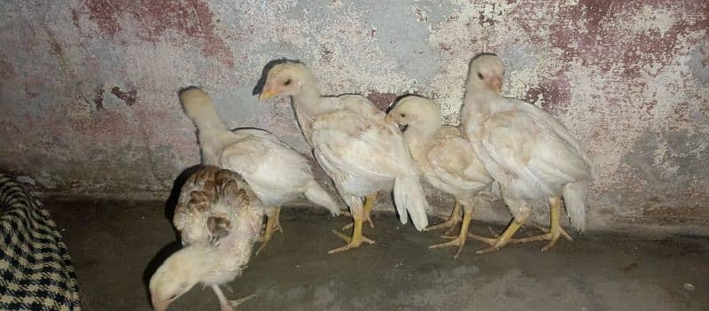 asell chick's for sell age 2 month 03490163612 0