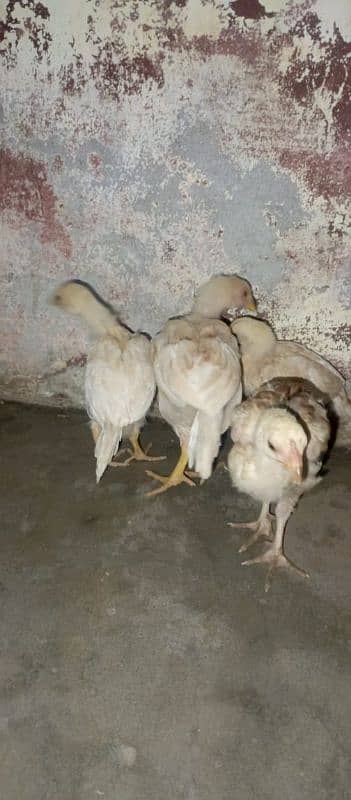 asell chick's for sell age 2 month 03490163612 1