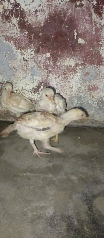 asell chick's for sell age 2 month 03490163612 2