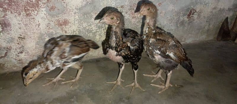 asell chick's for sell age 2 month 03490163612 6