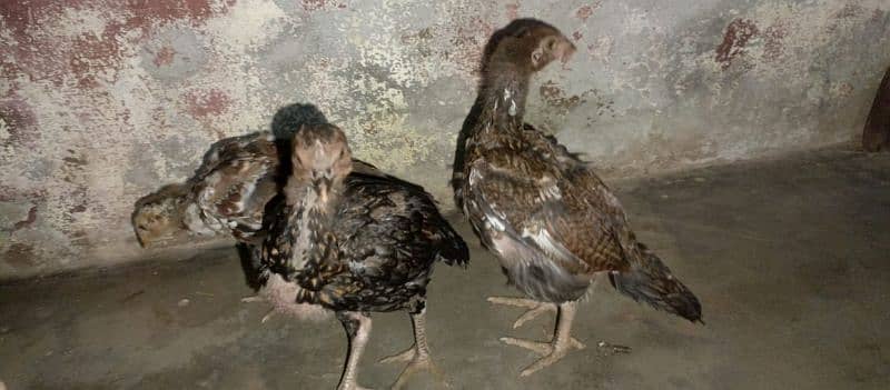 asell chick's for sell age 2 month 03490163612 7