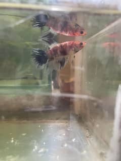 Betta