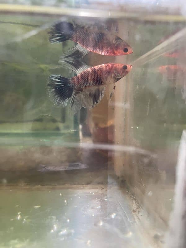 Betta fish marble 0