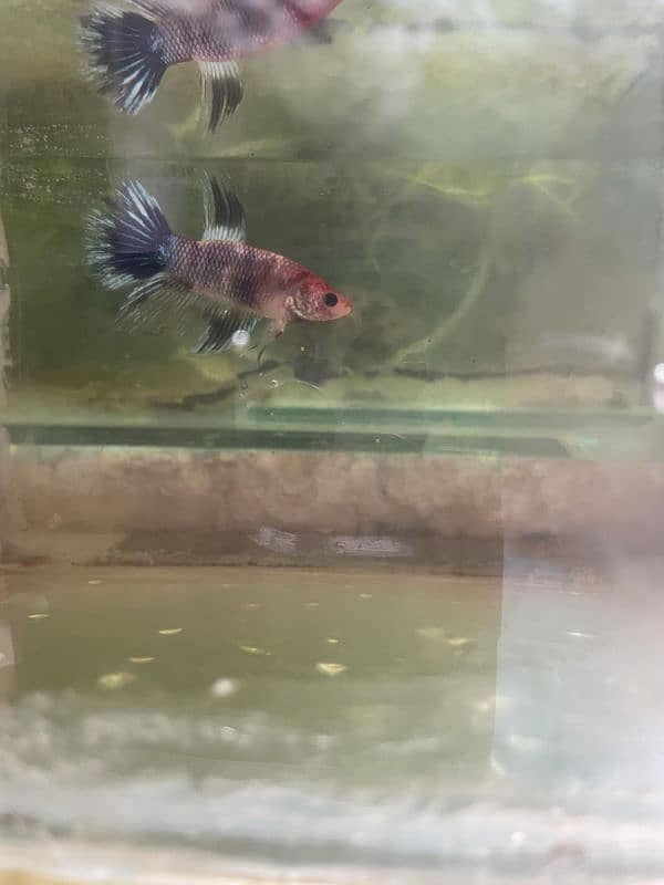 Betta fish marble 1