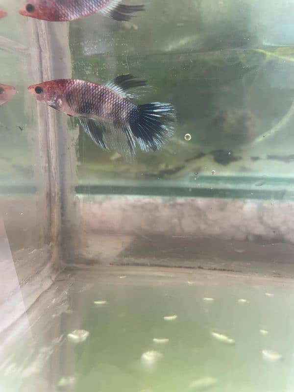 Betta fish marble 2