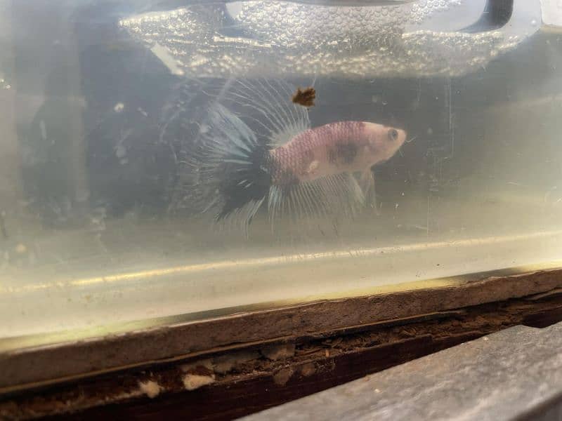 Betta fish marble 6