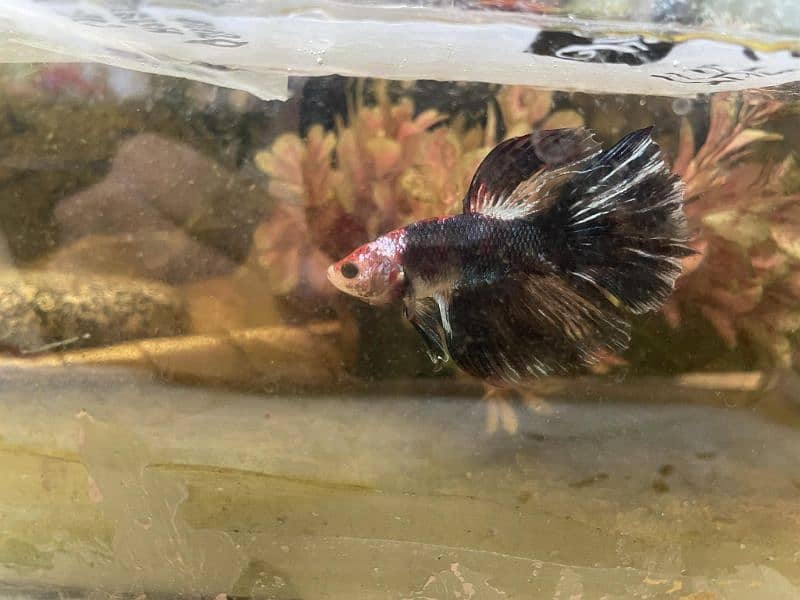 Betta fish marble 8