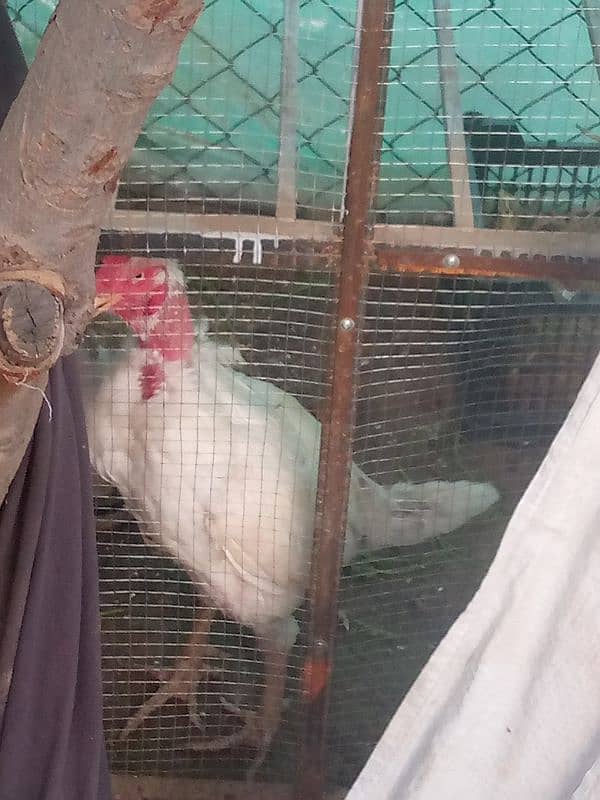 Hen cage is for sale 5