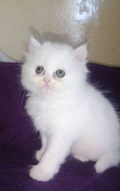 Persian triple coated  mother cat and 3kitten